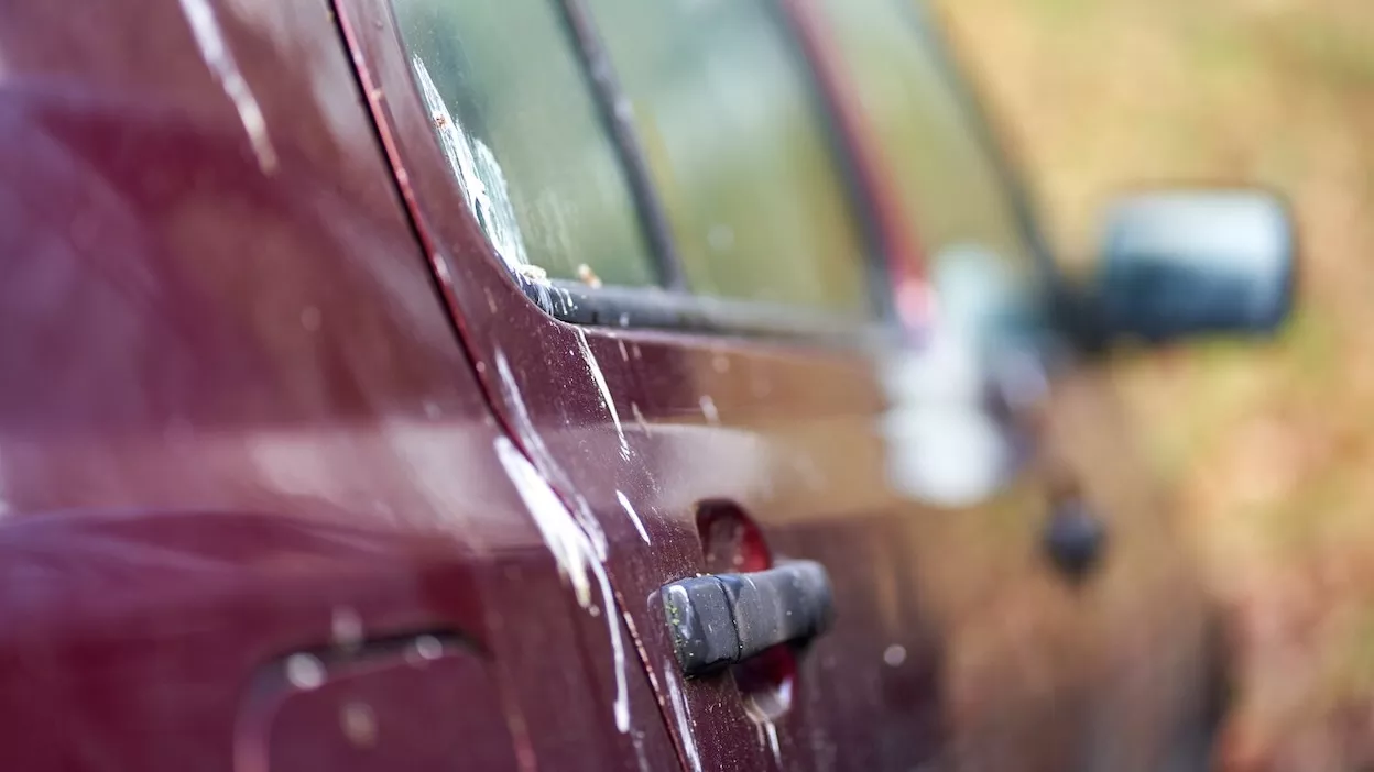 vogelpoep op auto