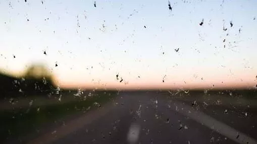 insectes sur le pare-brise